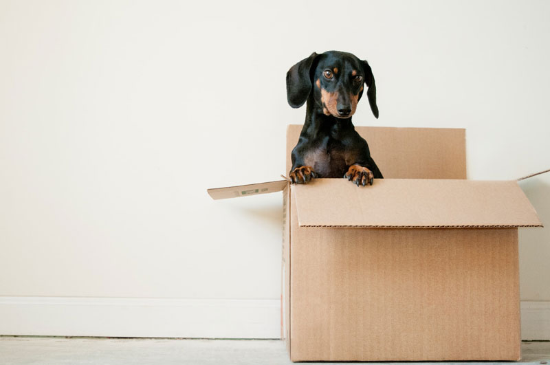 A dog in a box